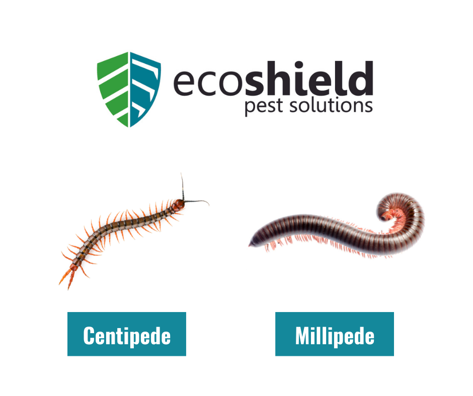 What’s The Difference Between Centipedes And Millipedes?